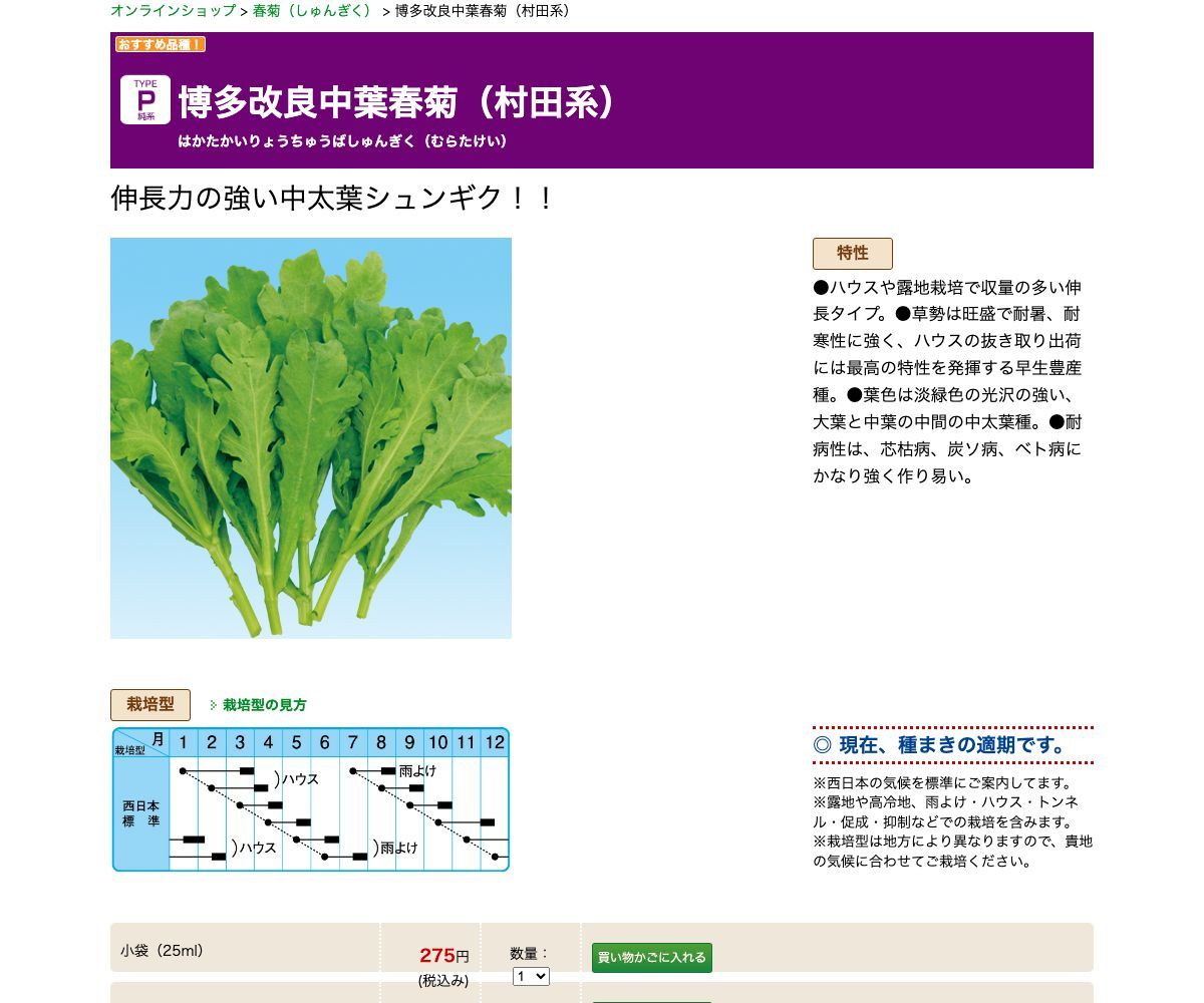 博多改良中葉春菊（村田系）
