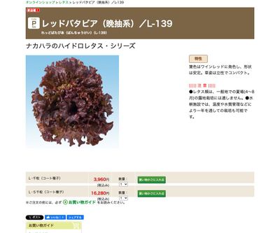 レッドバタビア（晩抽系）／L-139の画像