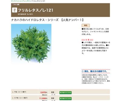 フリルレタス／L-121の画像
