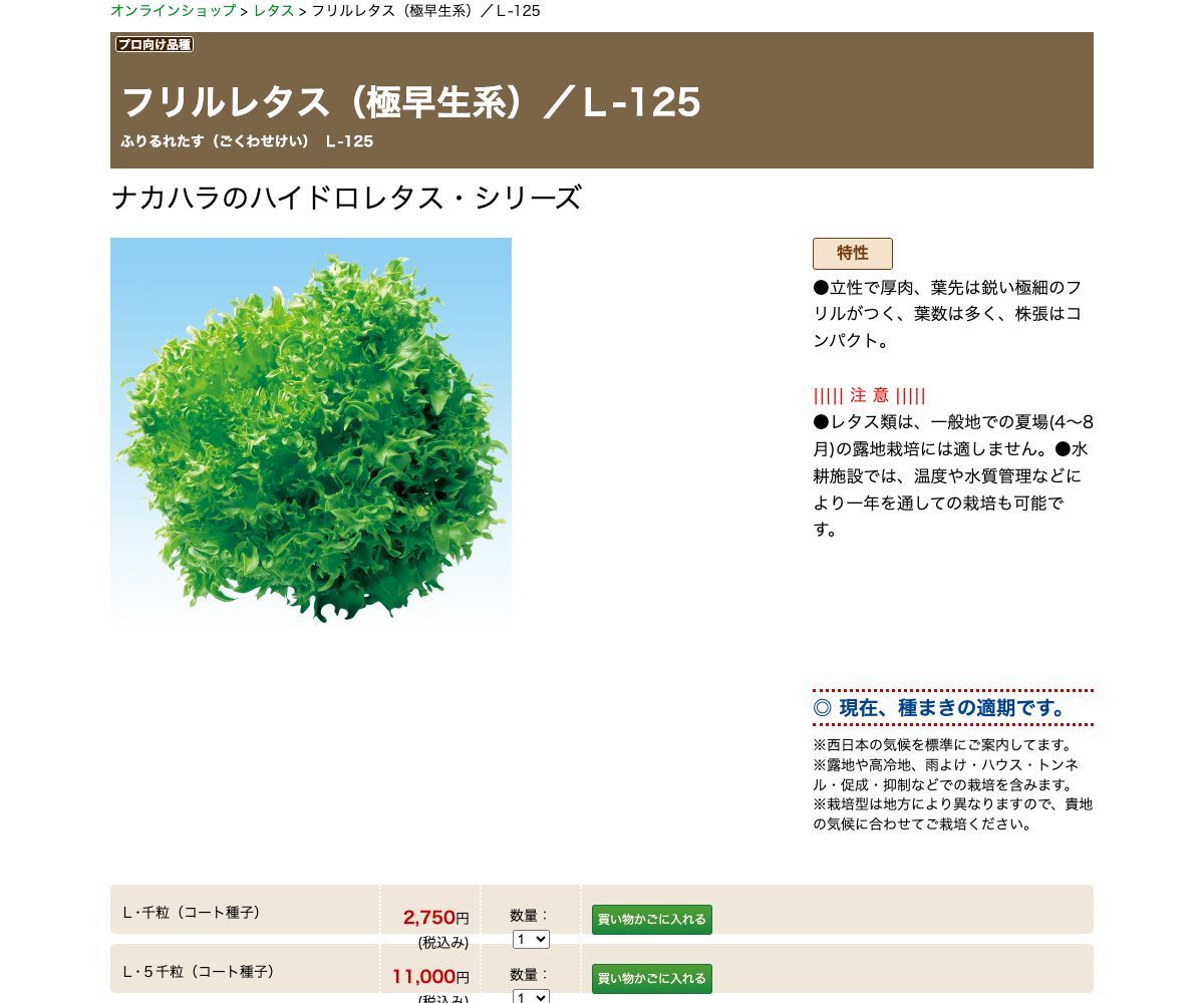フリルレタス（極早生系）／Ｌ-125