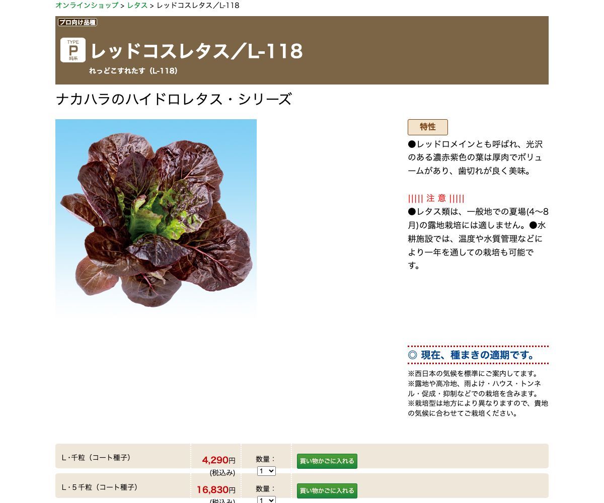 レッドコスレタス／L-118