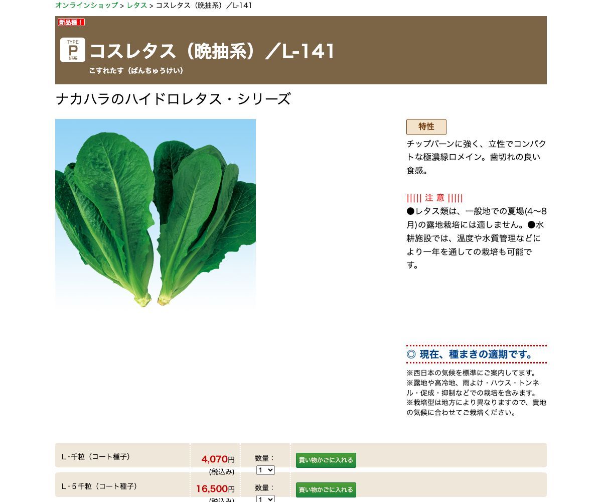 コスレタス（晩抽系）／L-141
