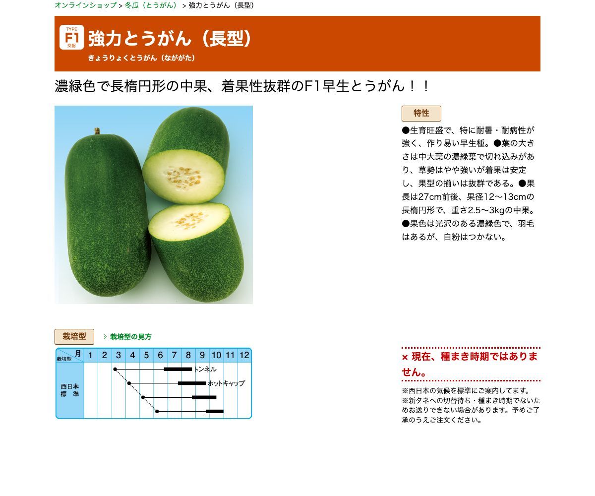 強力とうがん（長型）