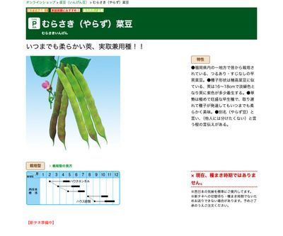 むらさき（やらず）菜豆の画像