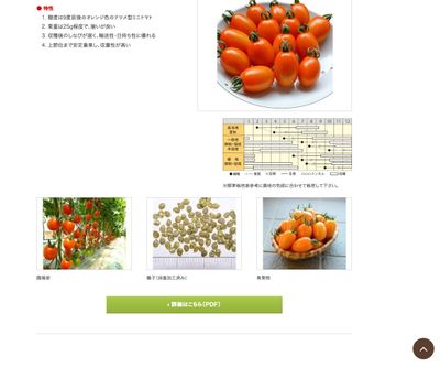 オレンジなつめっ娘の画像