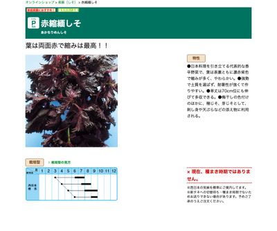 赤縮緬しその画像