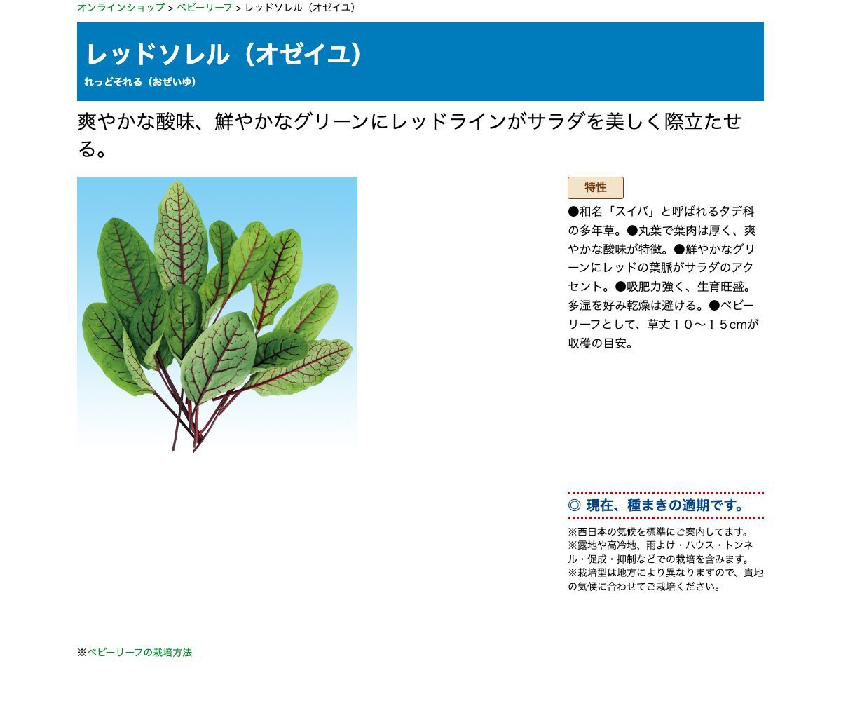 レッドソレル（オゼイユ）