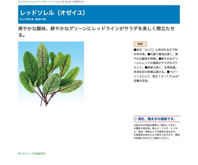 レッドソレル（オゼイユ）の画像