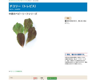 チコリー（トレビス）の画像