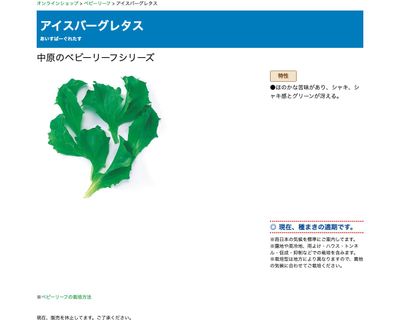 アイスバーグレタスの画像