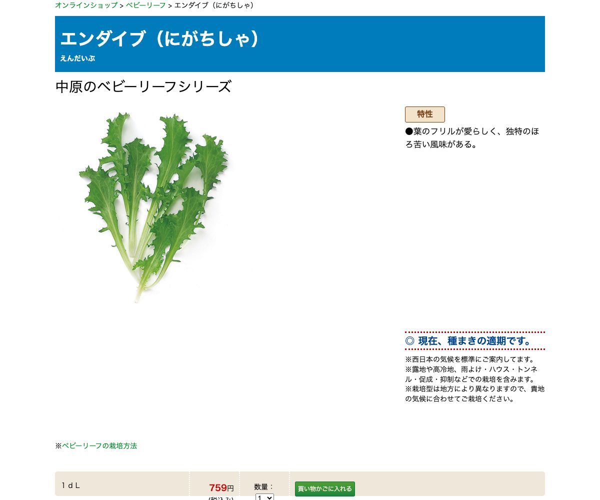 エンダイブ（にがちしゃ）