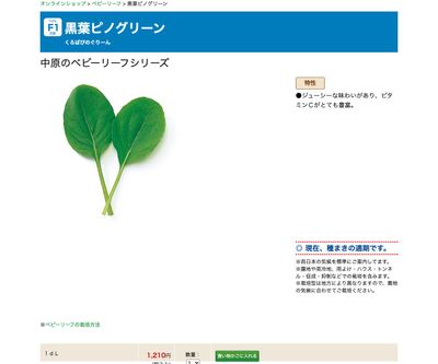 黒葉ピノグリーンの画像