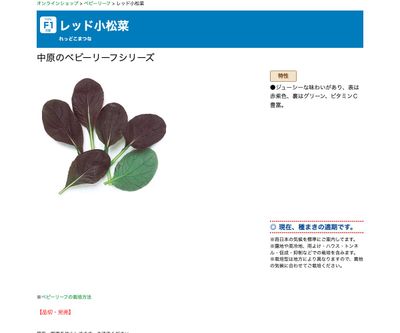 レッド小松菜の画像