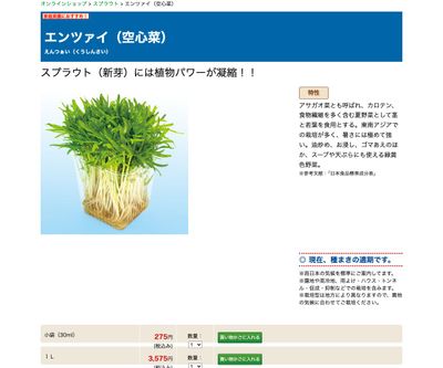 エンツァイ（空心菜）の画像