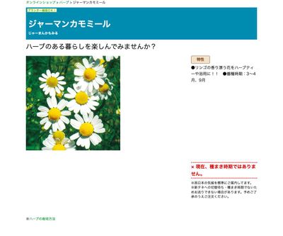 ジャーマンカモミールの画像