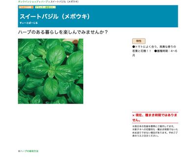 スイートバジル（メボウキ）の画像