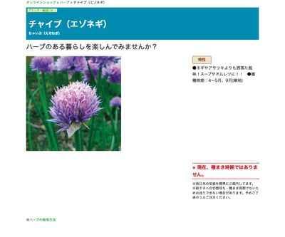 チャイブ（エゾネギ）の画像