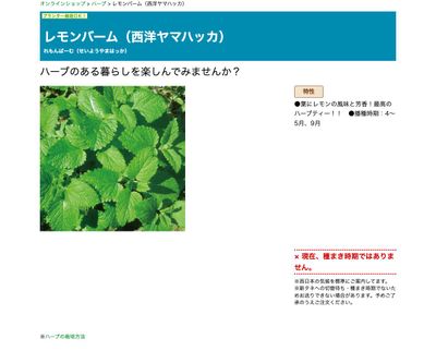 レモンバーム（西洋ヤマハッカ）の画像