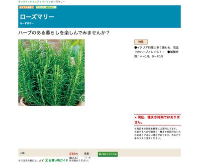 ローズマリーの画像