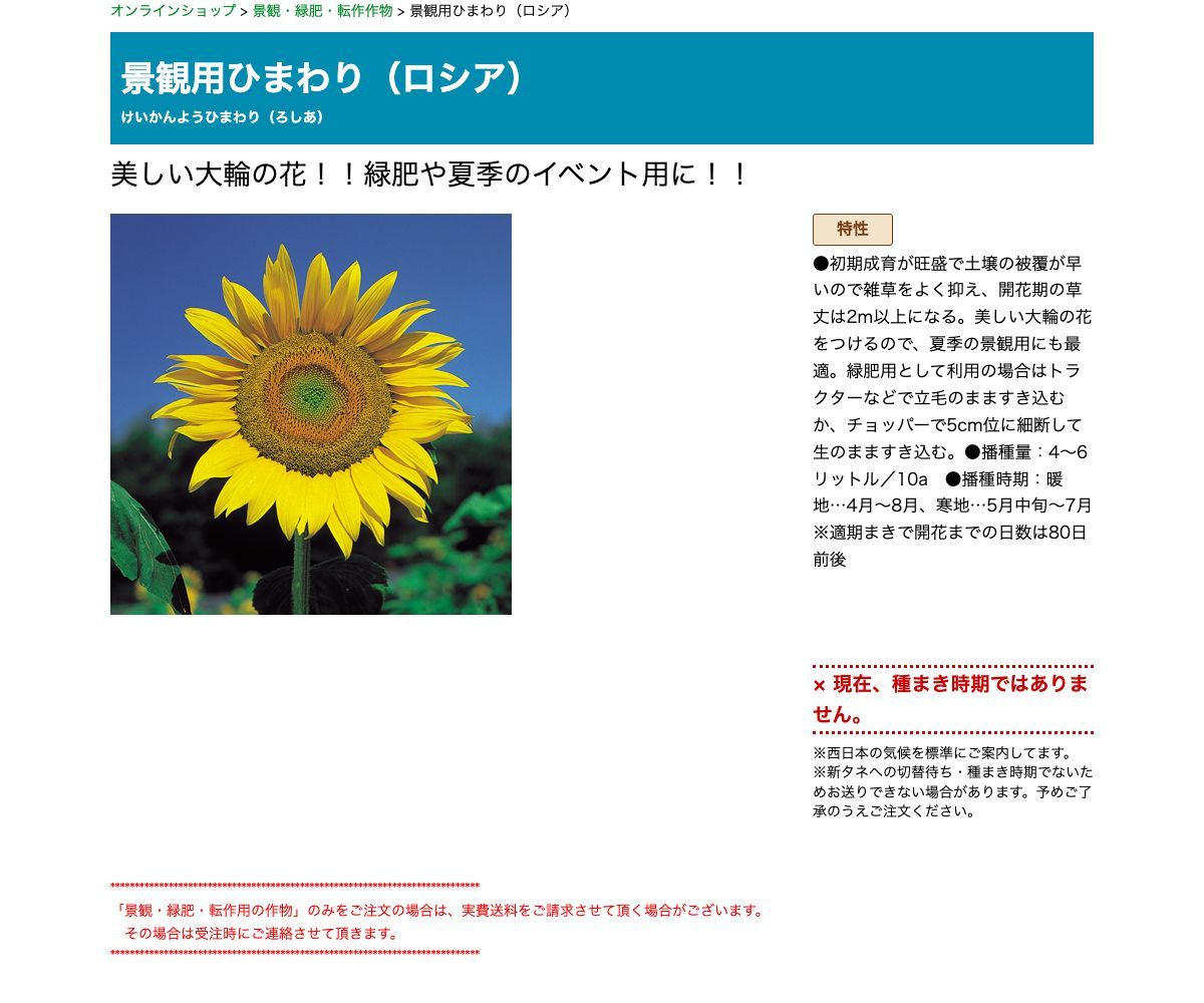 景観用ひまわり（ロシア）