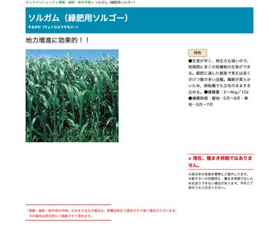 ソルガム（緑肥用ソルゴー）の画像