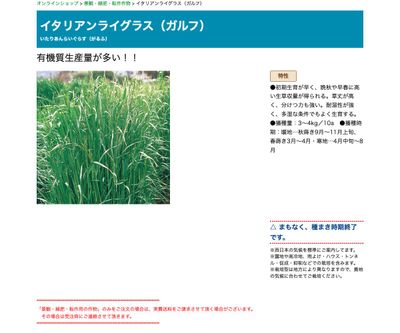 イタリアンライグラス（ガルフ）の画像