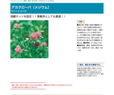 アカクローバ（メジウム）の画像