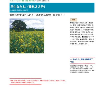 早生なたね（農林３２号）の画像