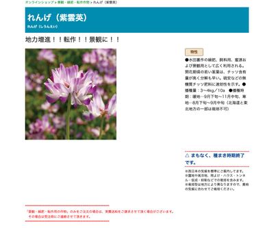 れんげ（紫雲英）の画像