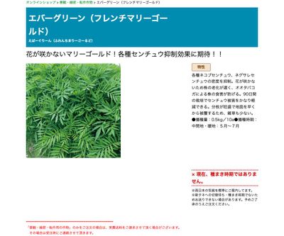 エバーグリーン（フレンチマリーゴールド）の画像