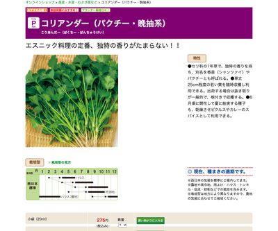 コリアンダー（パクチー・晩抽系）の画像