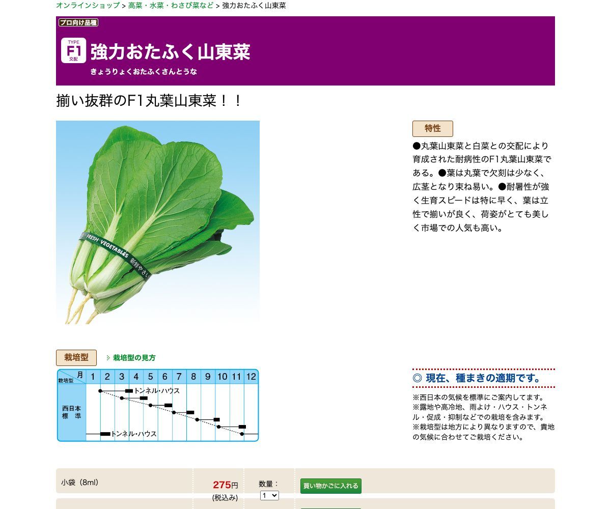 強力おたふく山東菜