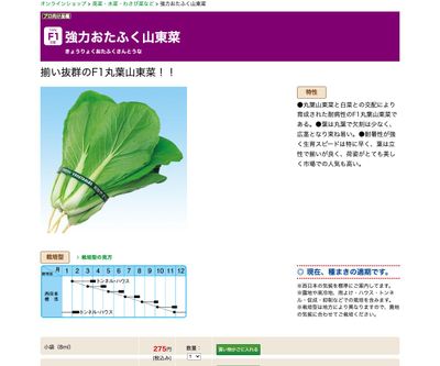 強力おたふく山東菜の画像