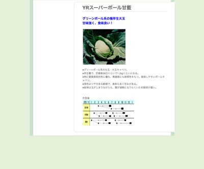 YRスーパーボール甘藍の画像