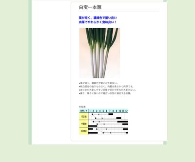 白宝一本葱の画像