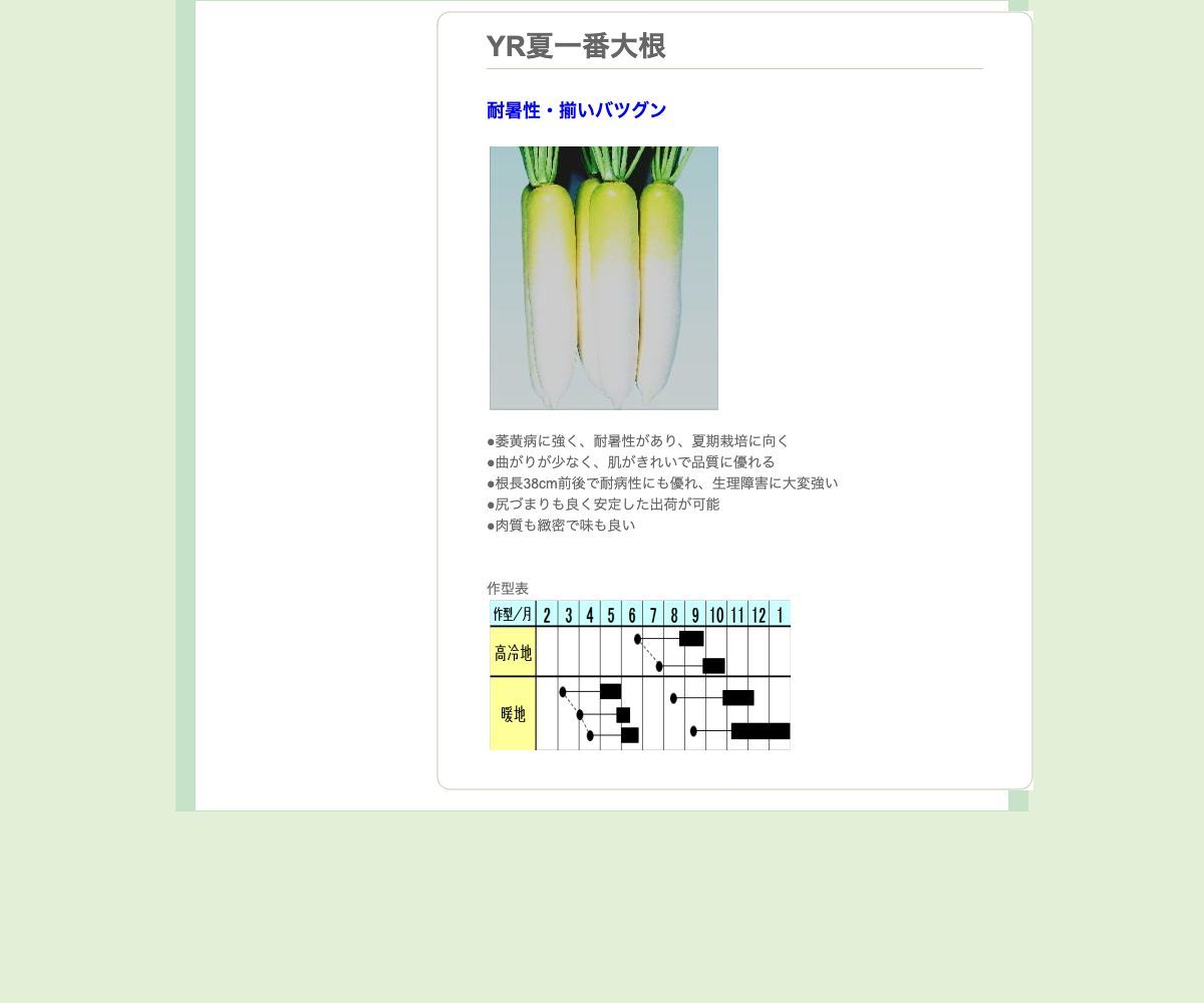 YR夏一番大根