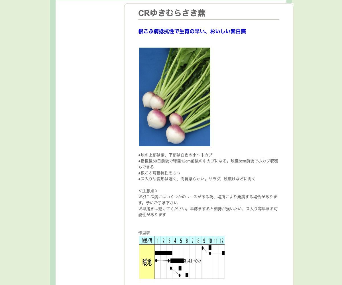 CRゆきむらさき蕪