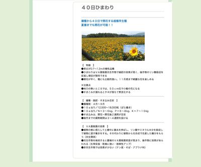 ４０日ひまわりの画像
