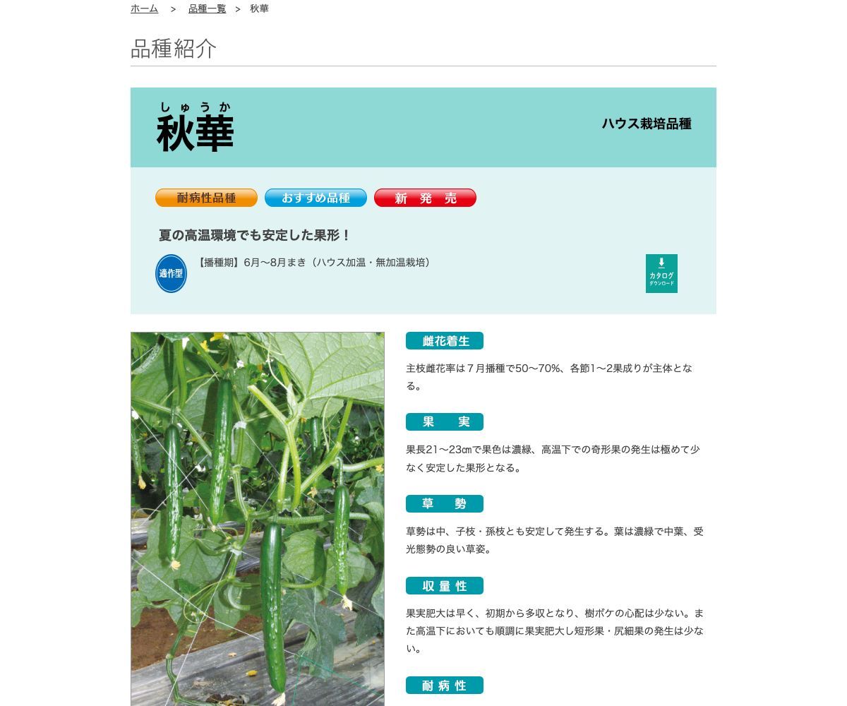 秋華（しゅうか）