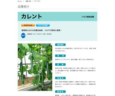 カレントの画像