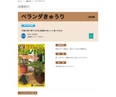 ベランダきゅうりの画像