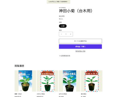 神田小菊（台木用）の画像