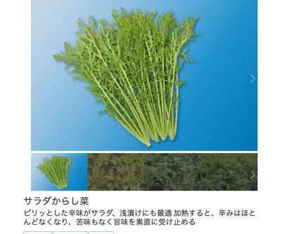 サラダからし菜の画像