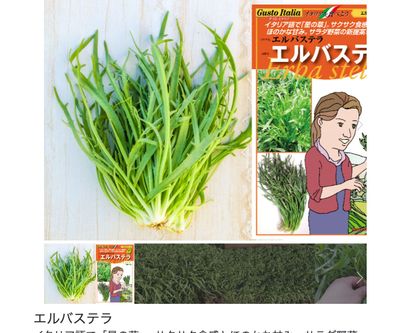 エルバステラの画像