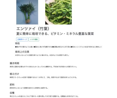 エンツァイ（竹葉）の画像