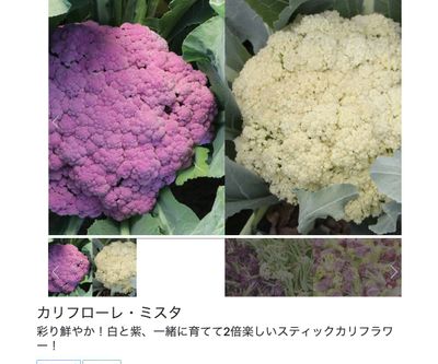 カリフローレ・ミスタの画像