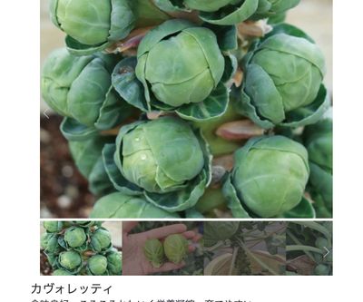 カヴォレッティの画像