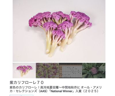 紫カリフローレ７０の画像