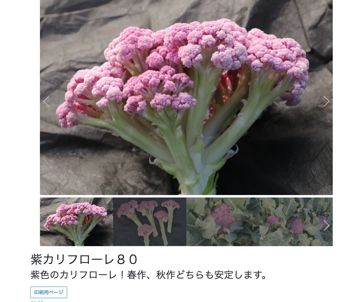 紫カリフローレ８０