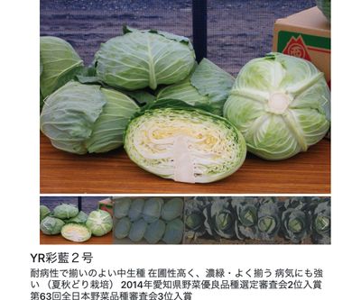 YR彩藍２号の画像